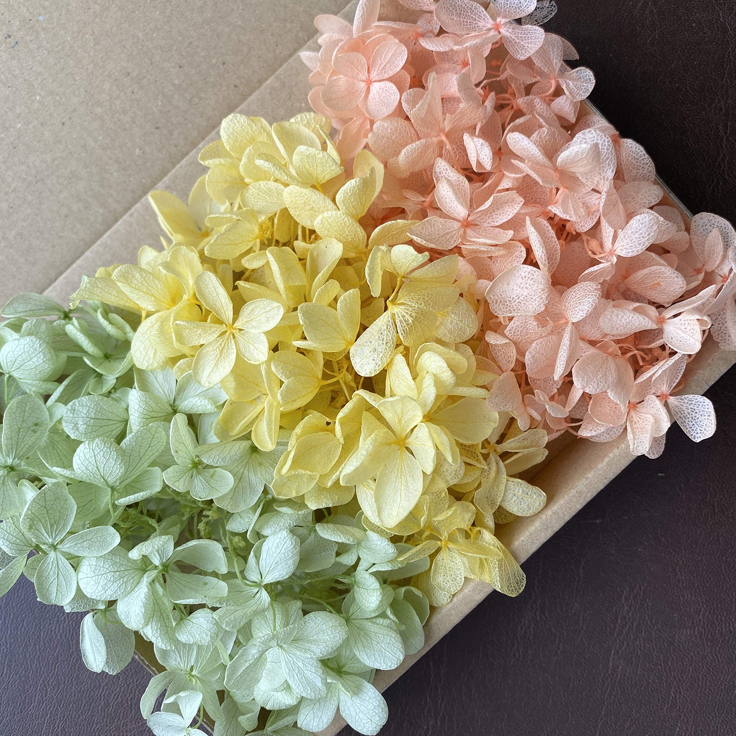 Amazon.co.jp: プリザーブドフラワー ピラミッドアジサイ グリーン